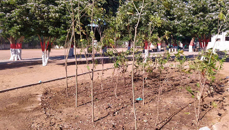 An urban forest was planted at the Sultan Mahomed Shah Aga Khan School, Karachi, with support from the school’s alumni and the NED University of Engineering and Technology. 